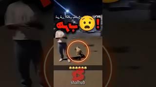 He Tried to Tame a Stray Dog… Big Mistake! 
