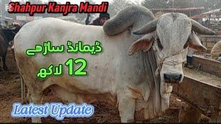 Cow Mandi Latest update| Shahpur Kanjra Mandi | Lahore Bakra Mandi | Bachra Mandi | Mandi update