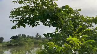 The Most Spectacular View Of Medahalli Lake