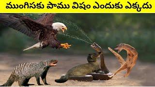 WHY MONGOOSE AND SNAKE ARE ENEMIES / HOW MONGOOSE SURVIVE SNAKE BITE