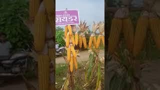 Maize Ryder for Rabbi season