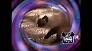 Disney Channel Man Of The House And Homeward Bound: TIJ WBRB And BTTS Bumpers (1997)