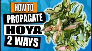 Hoya: How To Propagate in Water and Soil