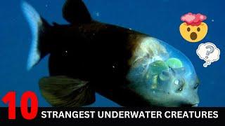 Top 10 Strangest Underwater Creatures | Top 10 Strangest  Sea Underwater Creatures