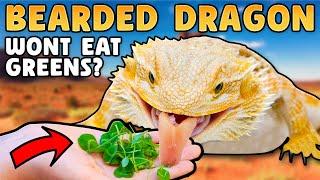 How To Get Bearded Dragons To Eat Greens!