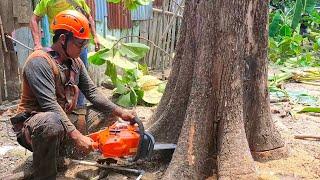 Disaster Anticipation ‼️ Teak trees near disaster-prone houses