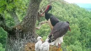 The Black Stork (Ciconia Nigra) feeding the little ones in Kosovo