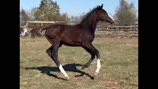 Dr. Magorian - 2024 American Warmblood Colt- Oct 2024