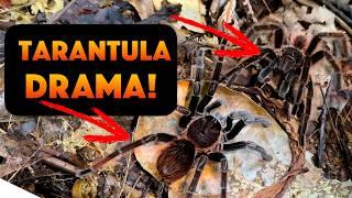 Dramatic Tarantula Mating Ritual Caught on Camera!