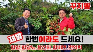 【약초대학TV】꾸지뽕, 제발 한번이라도 드세요. 무병의 꿈 (항암,항당뇨,항산화,항비만,면역력)