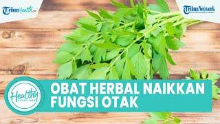 Inilah Obat Herbal yang Dapat Meningkatkan Fungsi Otak & Cegah Stroke: Seledri hingga Pegagan