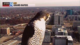 Falcon joins Blake Harms for weather