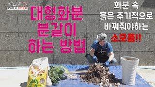 대형 식물 화분 분갈이 하는 법 - 식물은 건강한 흙에서 잘 살아요~~