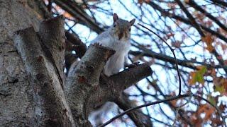 Visiting Cutie the squirrel at her tree (and her adorable reaction to seeing me outside)