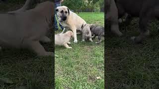 Kangal puppies bothering aunty Zoe