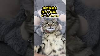 If you laugh while watching a cat video, go to sleep lol #animals #cats #funny