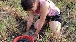 find fish on the dry season by hand