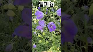 #헬로우가든마켓 #델피늄#델피니움