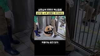 삼판삼색 푸루후 첫 백신 예방접종 #푸바오 #루이바오 #후이바오 #fubao #ruibao  #huibao
