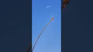 https://youtube.com/shorts/GQxP8tanVCk?feature=shared
