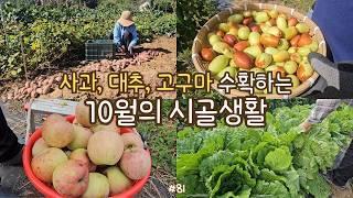 sub)sweet potatoes, jujube, apple, wasong harvest.make healthy juice, cheongukjang stew. Korean dish