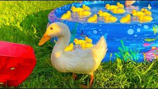 Collection of funny moments about Ducklings in the pool, baby ducks, pig, dog, kitten