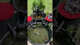 Rubbermaid stock tank goldfish pond