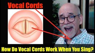 How Do Vocal Cords Work When You Sing?