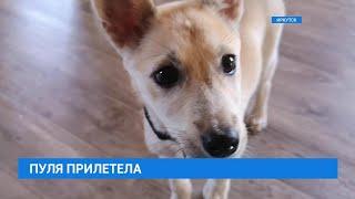 Пуля прилетела в Иркутск. Путешествие из Луганска в Иркутск
