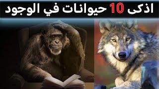 اذكي 10 انواع حيوانات في العالم