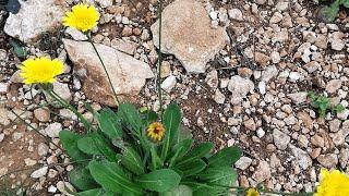 Αχυροφόρος υποχοιρίδα (Hypochaeris achyrophorus) στο καμένο δάσος της Μάνδρας Αττικής