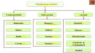 What is Stem? ।। "Learn with AB Tusar"