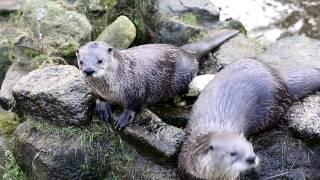 Exploring Devon: Otter Sanctuary