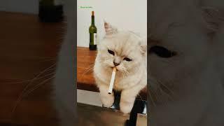 does this kitty smoke the cigarette. cat | cute | kitty |smoking cat | love cats