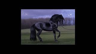 Wow! Beautiful Black horse edit