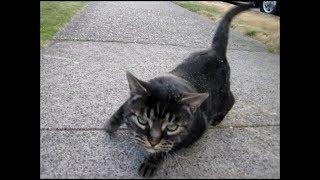 My CAT "Monkey" enjoying flipping, rolling, & squirming on the sidewalk