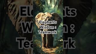 Elephants Wisdom: #Shorts #ytshorts #Motivation #inspiration #wildlife #Elephants #teamwork #Lessons