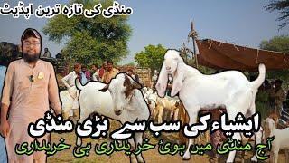 Sindhri bakra Mandi || Asia ke sub sa saste mandi || Aj mandi ma howa soda he soda