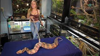 HUGE Gaboon Viper!