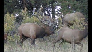 Giant 350" Archery Bull Elk