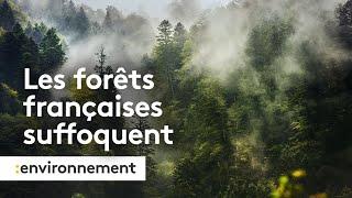 Ces forêts françaises qui ne captent plus assez de CO2