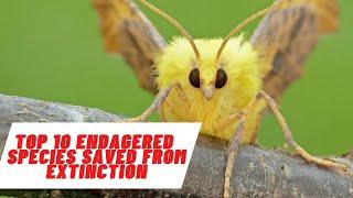 Top 10 Species That Have Been Saved From Extinction