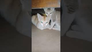 #cat #share #subscribe #shorts #viralvideo #like