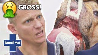 World's Messiest Animals Cases   | Compilation | Bondi Vet