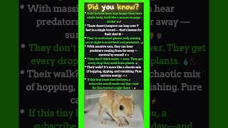 This Tiny Animal Jumps Like a Kangaroo and Drinks No Water 