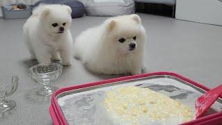 I made rolled ice cream for the puppies who are sick of the heat