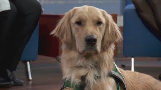 Find out how Hawk, the certified facility dog at Lurie Children's Hospital, stays fit and healthy!