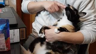 사람인줄ㅋ 3.4kg 카오스고양이 봉자씨