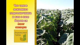 Что такое аскотихоз подсолнечника и как с ним бороться - ответ эксперта Олег Костюченко