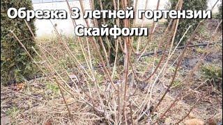 Обрезка 3 летней гортензии Скайфолл | Обрезка гортензии Скайфолл 3 ярусами